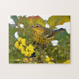 Puzzle El pájaro de la guerra del Cabo de Mayo con Mahoni