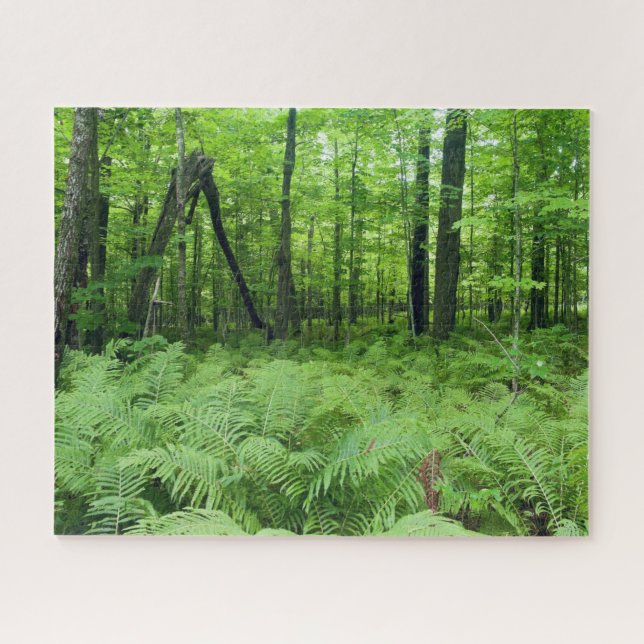 Puzzle El parque estatal Jay Cooke Ferns y Forest (Horizontal)