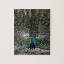 El pavo real difícil de los regalos de los