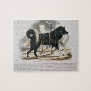 Puzzle El perro de Esquimaux (familiaris) del Canis i