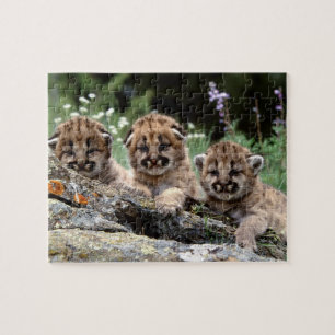 Puzzle El puma Cubs desconcierta