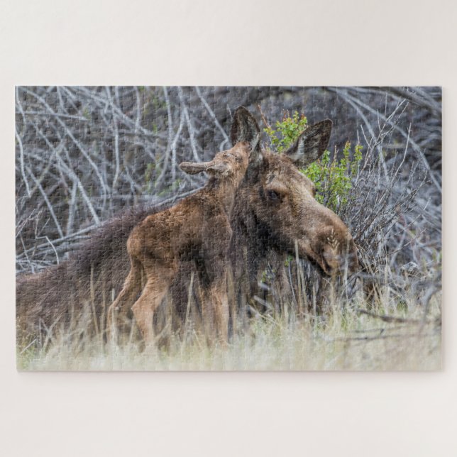 Puzzle El recién nacido Moose Calf Nuzzing su madre (Horizontal)