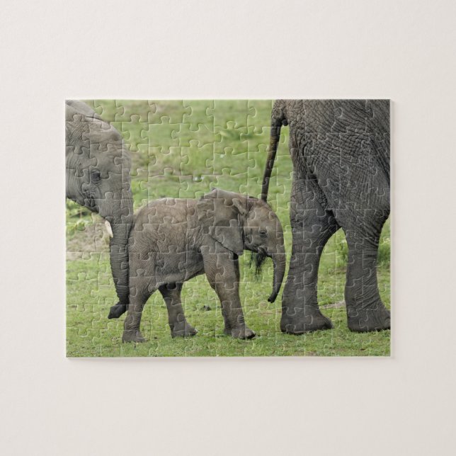 Puzzle Elefante africano hembra con cría (Horizontal)