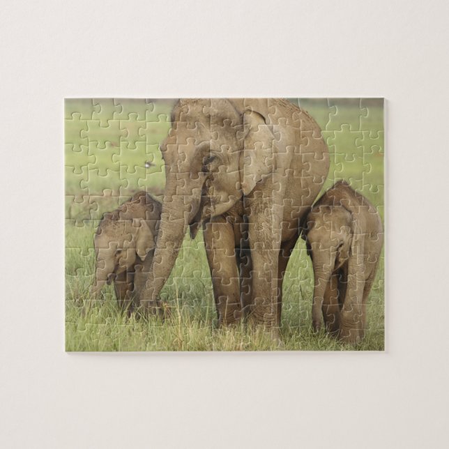 Puzzle Elefante asiático indio y crías (Horizontal)