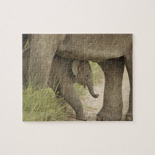 Puzzle Elefante indio / asiático y cría, Corbett