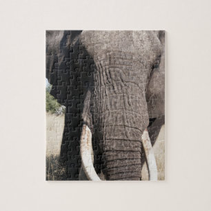 Puzzle Elefante (Loxodonta africana), Abu Camp 3