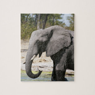 Puzzle Elefante (Loxodonta africana), canal de Savute