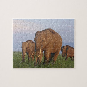 Puzzle Elefantes indios en la pradera