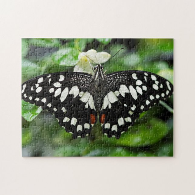 Puzzle Elegant Butterfly (Horizontal)