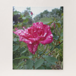 Puzzle Elegante Rosa De Rayas Rosadas Y Blancas, Rompecab