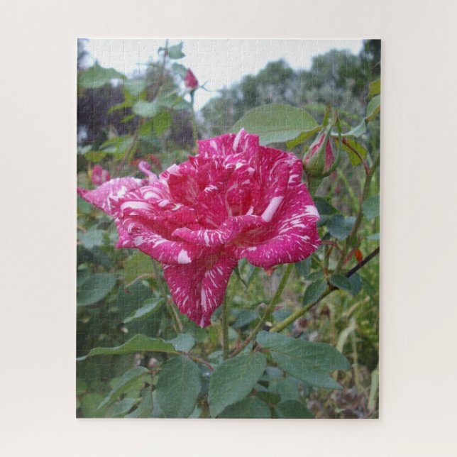 Puzzle Elegante Rosa De Rayas Rosadas Y Blancas, Rompecab (Vertical)