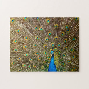 Puzzle Elegantes plumas de cola de pavo real