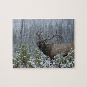Puzzle Elk toro en nieve llamando, torpe, Yellowstone