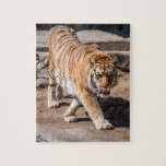 Puzzle Emplazamiento de tigres<br><div class="desc">Hermosa fotografía de tigre perfecta para un puzzle</div>