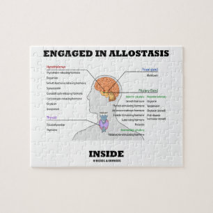 Puzzle Enganchado al interior de Allostasis (hormonas