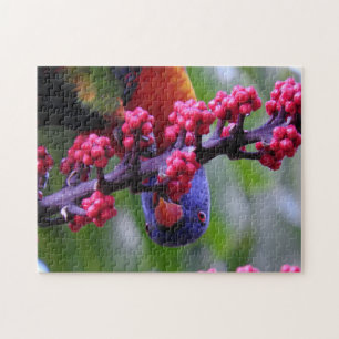 Puzzle Entrando para un bocadillo - Rainbow Lorikeet