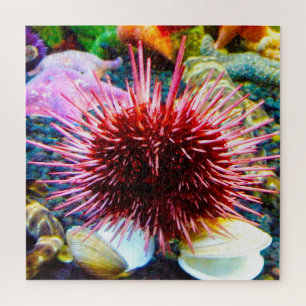 Puzzle Erizo de mar