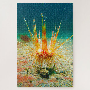 Puzzle Erizo de mar