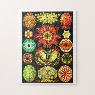 Puzzle Ernst Haeckel Ascidiae