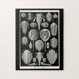 Puzzle Ernst Haeckel Aspidonia