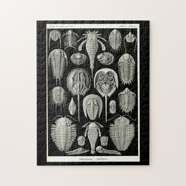 Puzzle Ernst Haeckel Aspidonia (Vertical)