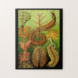 Puzzle Ernst Haeckel Chaetopoda