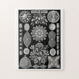 Puzzle Ernst Haeckel Diatomea