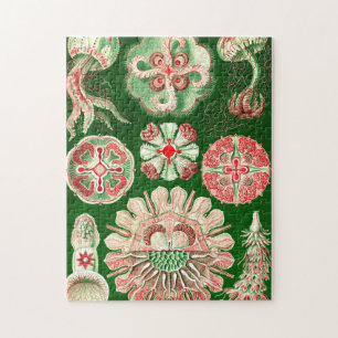 Puzzle Ernst Haeckel Discomedusae (Aurelia)