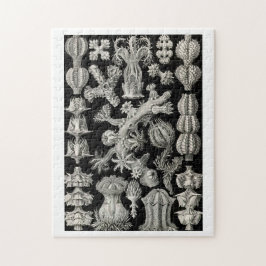 Puzzle Ernst Haeckel Gorgonia