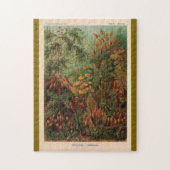 Puzzle Ernst Haeckel Muscinae ilustracion vintage (Vertical)