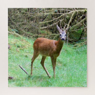 Puzzle Escena forestal de elegante corzo macho Relajante 