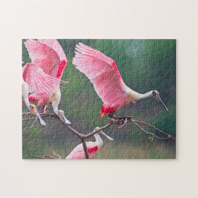Puzzle Espátulas Rosadas (Ajaia Ajaja) aterrizando (Horizontal)