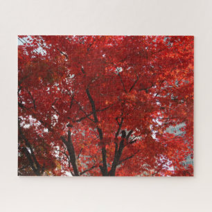 Puzzle Esplendor de caída de hojas de árboles rojos