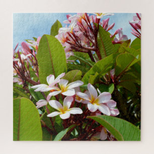 Puzzle Esplendor Rosa, Frangipani Rosa Florece En Un Árbo