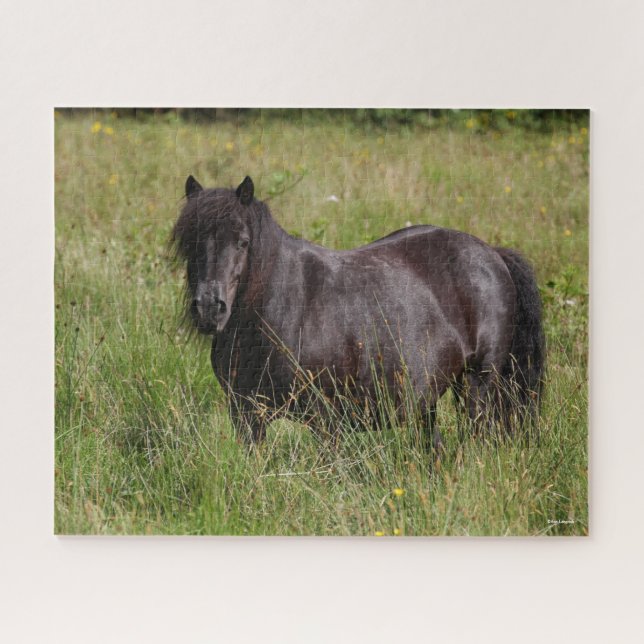 Puzzle Estallido de Shetland negro en la hierba (Horizontal)