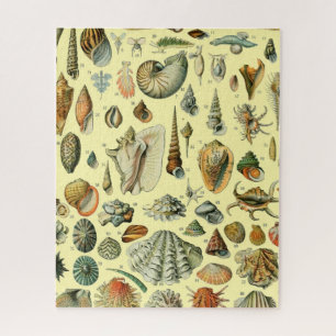 Puzzle Estampa vintage de conchas de Adolphe Millot Coste