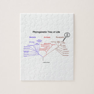 Puzzle Estás Aquí Árbol Filogenético De La Vida (Biología