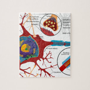Puzzle Estilo del nervio de las neuronas