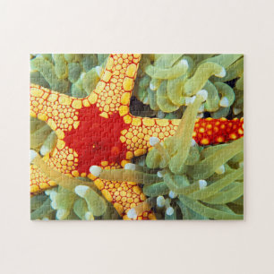 Puzzle Estrella de mar roja y amarilla