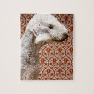 Puzzle Estudio tirado de Bedlington Terrier