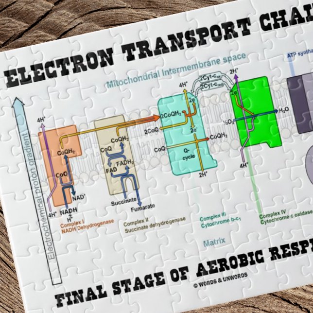 Puzzle Etapa Final De La Cadena De Transporte Electrónico (Jigsaw puzzle featuring "Electron Transport Chain - Final Stage Of Aerobic Respiration".)