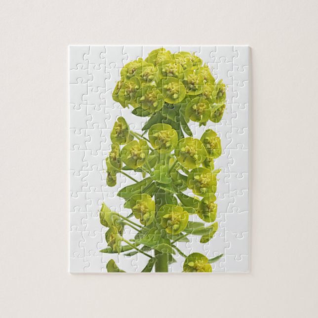 Puzzle Euforbio (Vertical)
