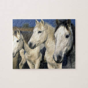 Puzzle Europa, Francia, Isla de la Camargue. Camargue 3