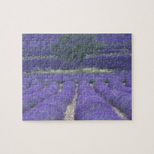 Puzzle Europa, Francia, Provenza, Sault, Campos de lavand
