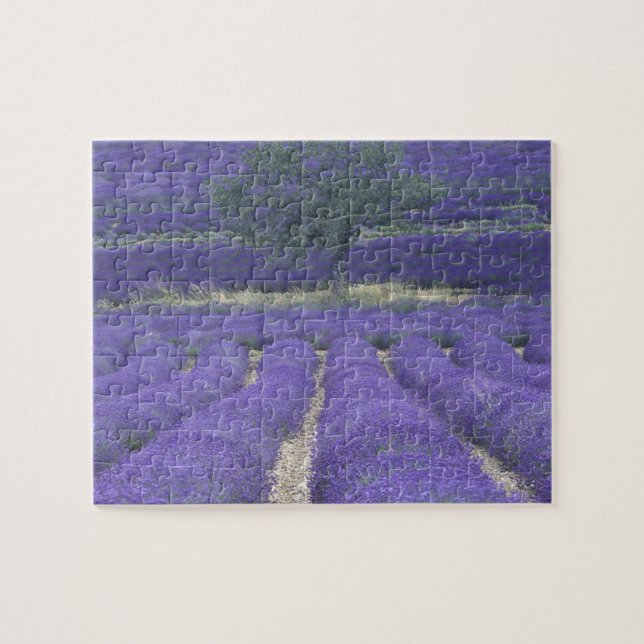 Puzzle Europa, Francia, Provenza, Sault, Campos Lavender  (Horizontal)