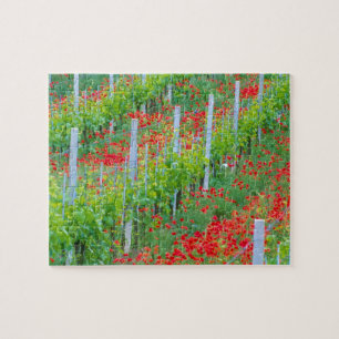 Puzzle Europa, Italia, Toscana. Coloridas amapolas rojas 