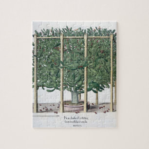 Puzzle Eystettensis indica del Ficus, del 'Hortus Eystet