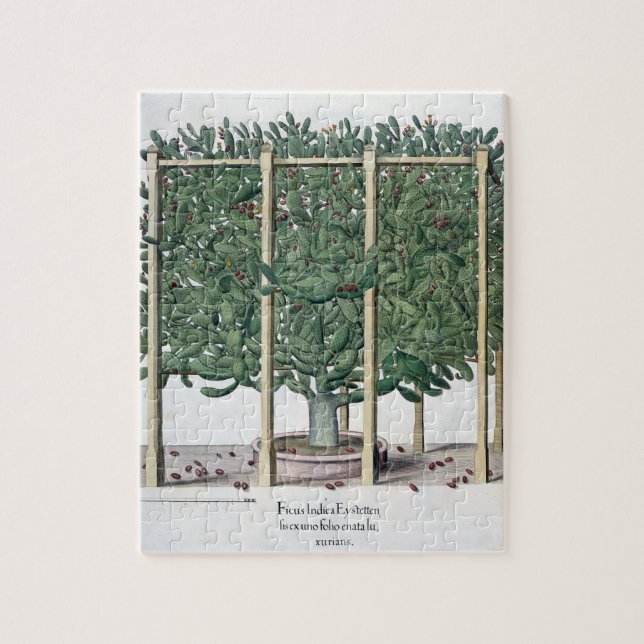 Puzzle Eystettensis indica del Ficus, del 'Hortus Eystet (Vertical)