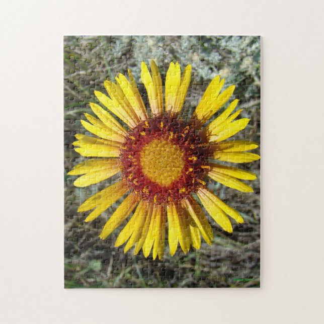 Puzzle F1 Flor Silvestre Amarilla Gaillardia (Vertical)