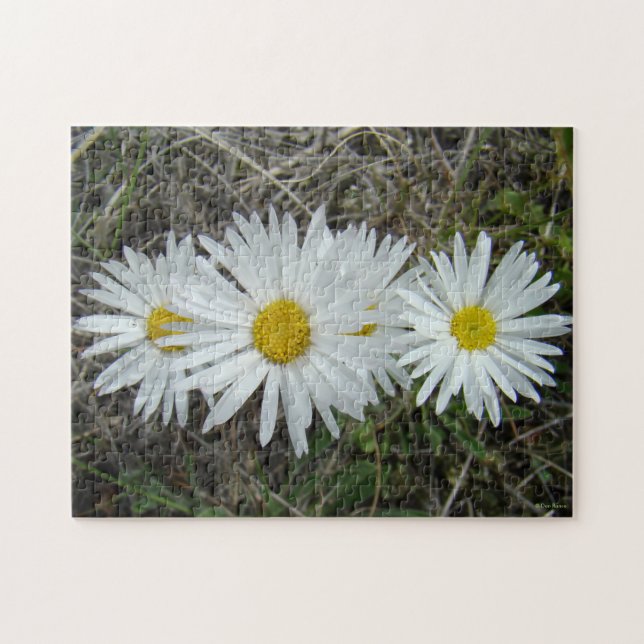 Puzzle F42 Flores Silvestres Blancas Aster Suave (Horizontal)